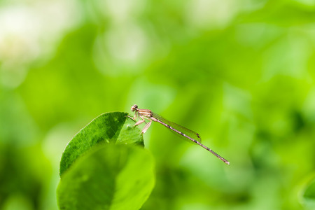 Close up of dragonfly on a plantの写真素材