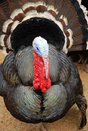 Turkeyの写真素材