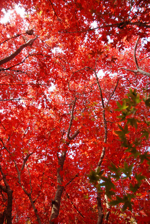Maple