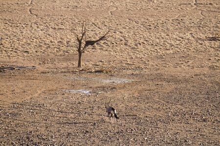 Oryx gazella In the african desertの写真素材