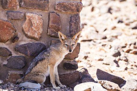 Fox in the African desertの写真素材