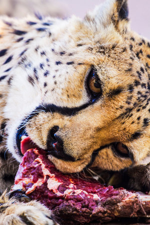 A Cheetah eating meat, Closeup photo.の写真素材