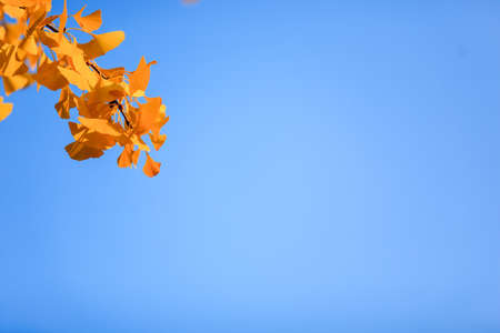 Beijing autumn ditan park view beautiful fallの写真素材