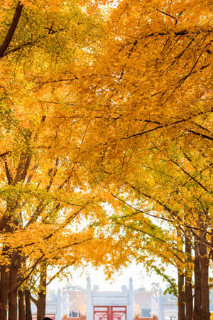 Beijing autumn ditan park view beautiful fallの写真素材