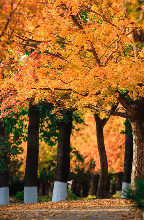 Beijing autumn ditan park view beautiful fallの写真素材