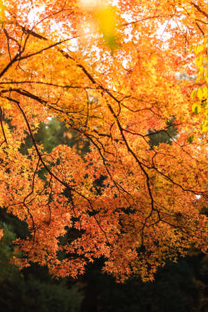 Beijing autumn ditan park view beautiful fallの写真素材