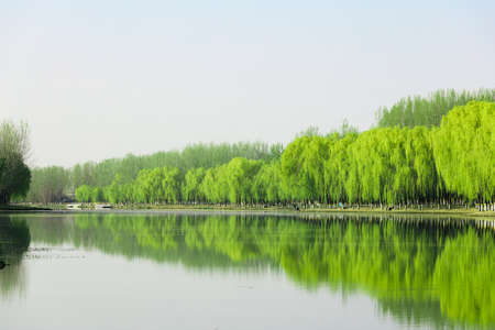 misty lake and tree viewの写真素材