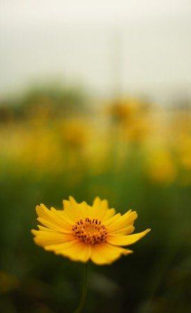 yellow flowerの写真素材