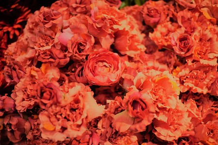 Flowers close upの写真素材