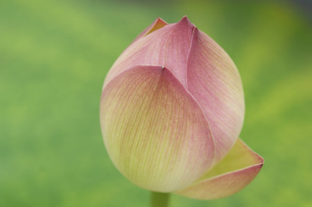 lotusの写真素材