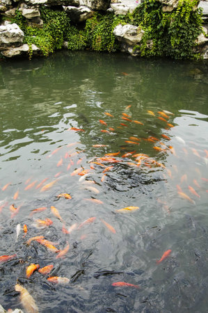 Chinese Garden Koi pond in Beihai park Beijing Chinaの写真素材
