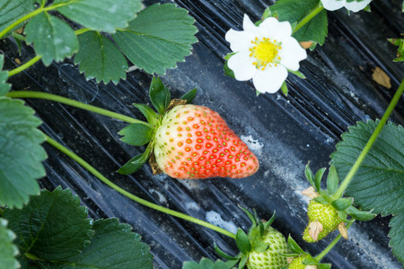 Organic strawberry plant growing in green houseの写真素材