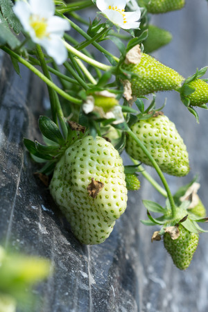 Organic strawberry plant growing in green houseの写真素材