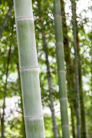 bamboo forestの写真素材