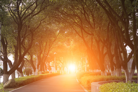 Country road with trees alongの写真素材