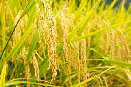 Fall mature rice, golden yellowの写真素材