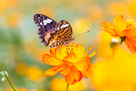 A yellow cosmos flower feeding butterfly. Select key and shallow depth of field.の写真素材