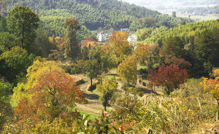 Autumn sceneryの写真素材