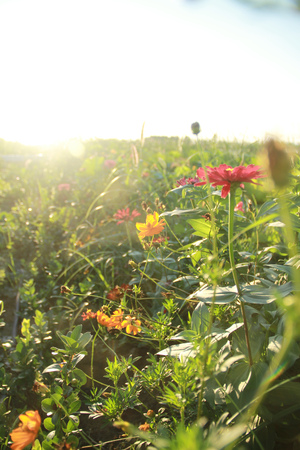 Rich and colorful Gaisang garden flowers close-upの写真素材