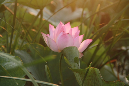 Lotusの写真素材