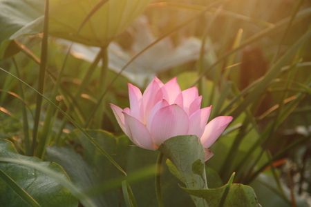 Lotusの写真素材