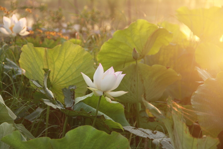 Lotusの写真素材