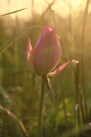 Lotusの写真素材