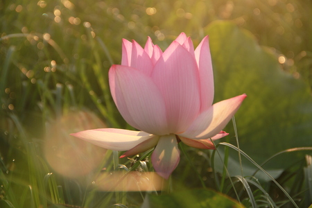 Lotusの写真素材