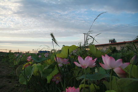 Lotus flowerの写真素材