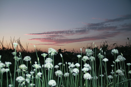 white flowersの写真素材