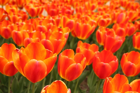 tulipの写真素材