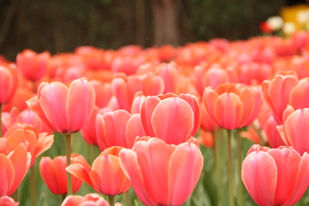 tulip bloomingの写真素材