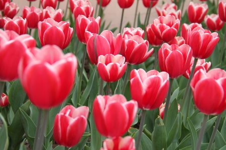 tulip bloomingの写真素材