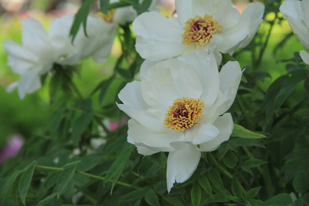 Peony flower close up viewの写真素材