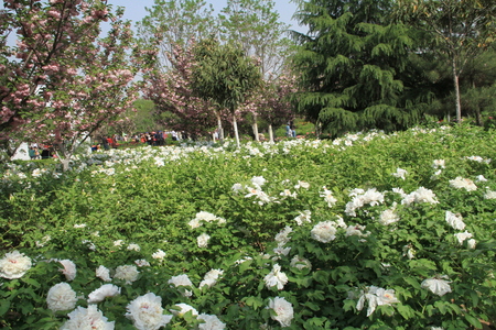 Peony flower fieldの写真素材