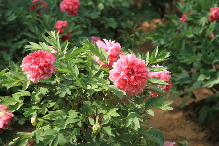Peony flower close up viewの写真素材