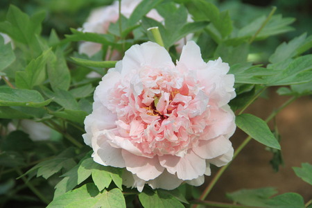 Peony flower close up viewの写真素材