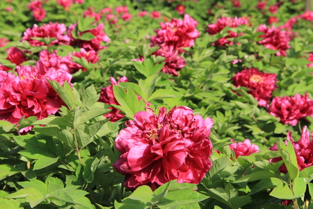 Peony flower close up viewの写真素材