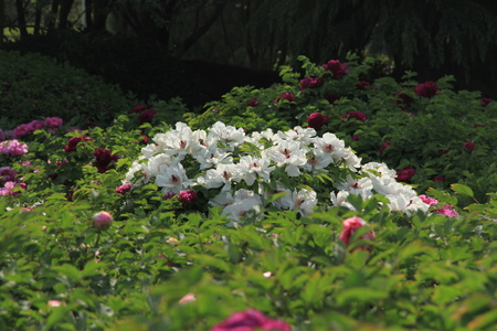 Peony flower fieldの写真素材