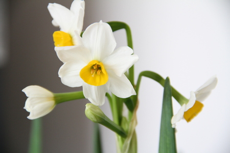 narcissusの写真素材