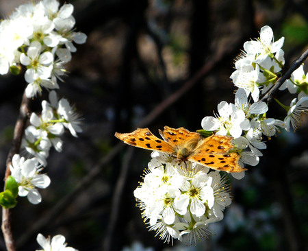 Close up to pear flower and butterflyの写真素材