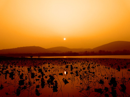 View of a lotus pond during sunset の写真素材