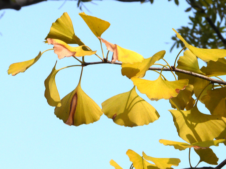 Ginkgo biloba leafの写真素材