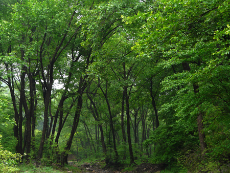 Woodsの写真素材