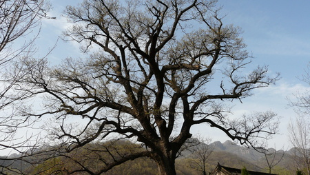 View of a tree の写真素材