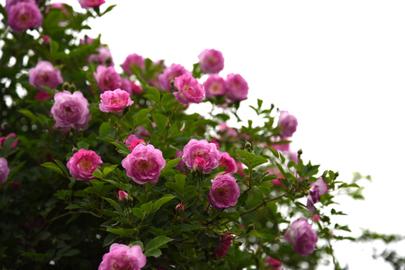 Pink Roseの写真素材