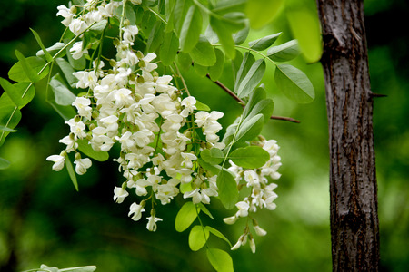 Acaciaの写真素材