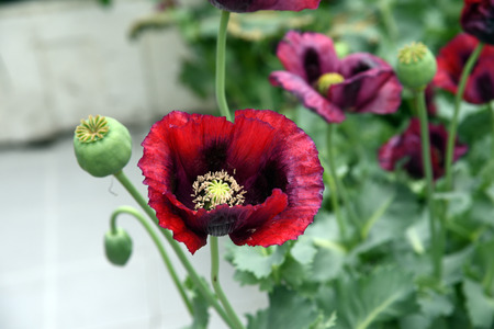 Red poppy flower close-upの写真素材