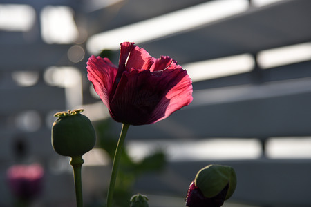 Red poppy flowersの写真素材