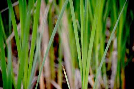 Acorus calamus
